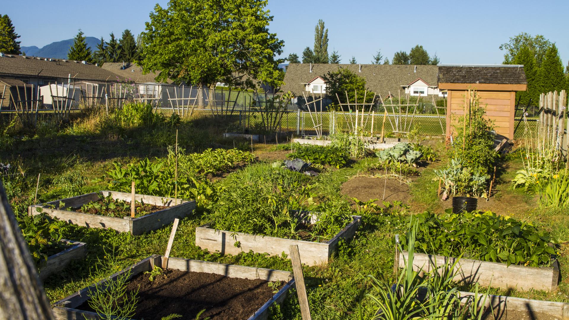 Several garden boxes arranged in a grid in a grassy field.